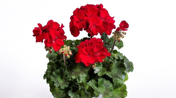 Die neue Farbsorte 'Ruby Red'. Bild: Elsner pac®. Die neue Farbsorte 'Ruby Red'. Bild: Elsner pac®.