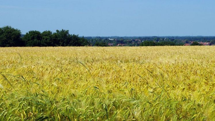 In Umfeld von landwirtschaftlichen Flächen sind besonders kleine Bäche stark mit Pflanzenschutzmitteln belastet. Bild: GABOT.
