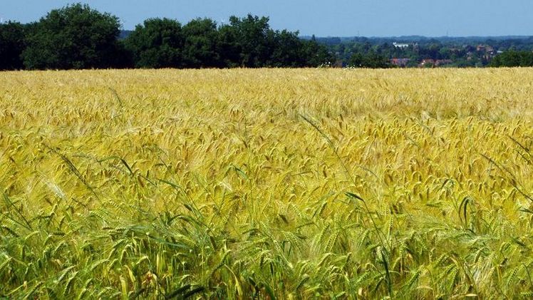 Der BNN fordert eine Aushebelung der Gentechnik-Gesetze zu verhindern. Bild: GABOT.