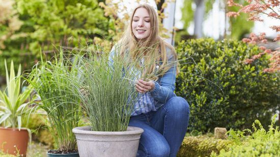 Ziergräser: Filigrane Schönheiten für alle Gartenbereiche und jeden Gestaltungsstil. Bild: GMH