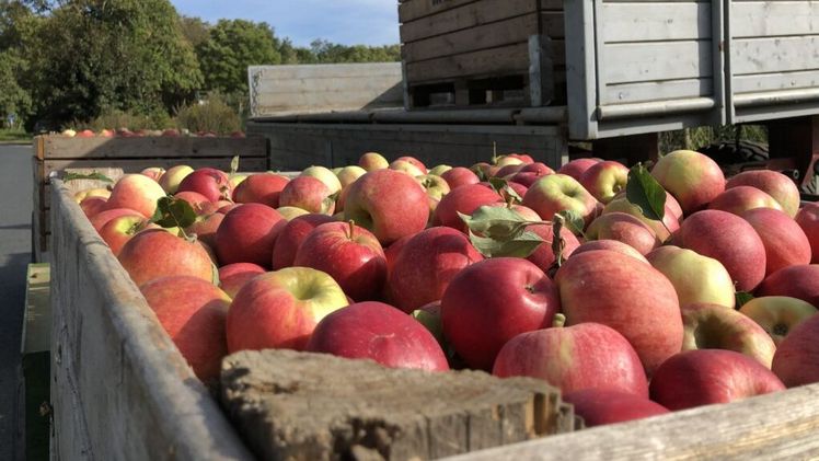 Obstbauern an der Niederelbe rechnen mit einer guten Apfelernte in super Qualität. Bild: Landvolk.