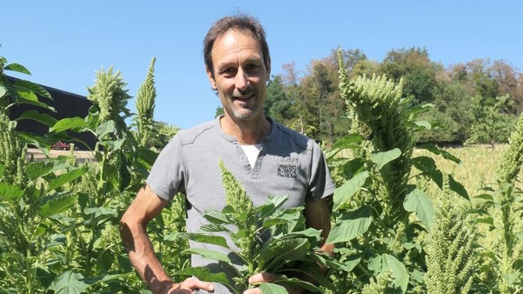 Hans-Peter Ryf baut auf dem Biohof Kählen in Tenniken Amarant an. Damit ist er einer der ganz wenigen in der Schweiz, der die hochwertigen Körner anbaut. Bild: Monika Neidhart, lid.