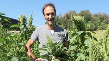 Hans-Peter Ryf baut auf dem Biohof Kählen in Tenniken Amarant an. Damit ist er einer der ganz wenigen in der Schweiz, der die hochwertigen Körner anbaut. Bild: Monika Neidhart, lid.