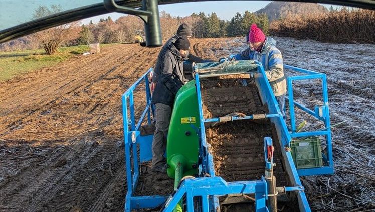 Wenn die Knollen reif sind, organisiert die Familie Wynistorf Erntehelferinnen und -helfer aus dem Freundes- und Familienkreis. Bild: zvg.