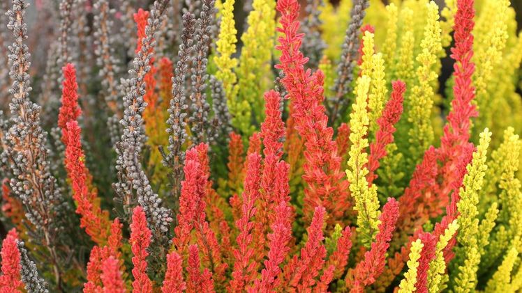 Calluna vulgaris Farbenträume von Lüers Pflanzenhandel setzen farbige Akzente. Bild: Lüers.