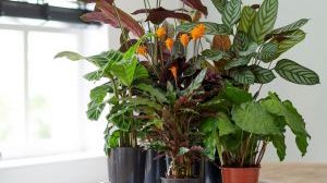 Calathea zeichnet sich durch die schöne Blattzeichnung und eine reiche Auswahl an Blattformen aus. Bild: Plantion. 