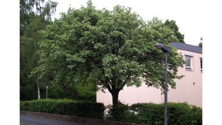 Echte Mehlbeere ist Baum des Jahres 2024. Bild: Francisco Welter-Schultes.