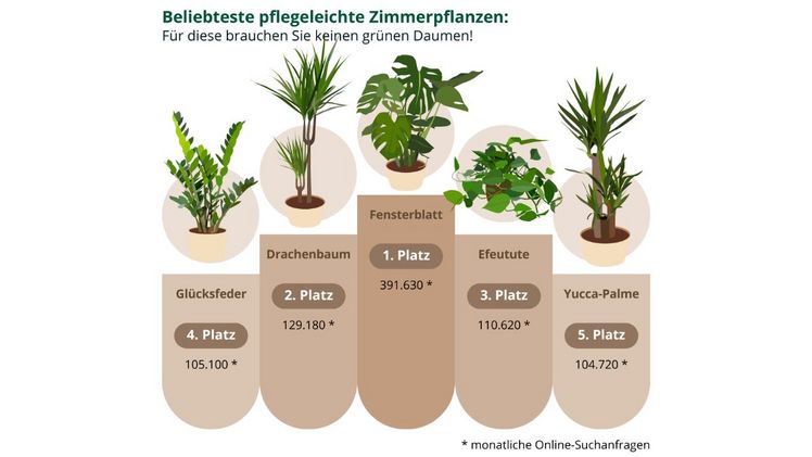 Welche Grünpflanzen besonders beliebt und noch dazu pflegeleicht sind, hat das Haus- und Garten-Portal Heimwerker.de anhand von Online-Suchanfragen ausgewertet! Bild: Heimwerker.de.