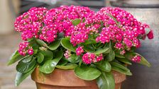 Neben Petunien, Geranien und Fuchsien hat sich die Kalanchoë blossfeldiana in den letzten Jahren zu einer der beliebtesten Blumen für den Außenbereich entwickelt. Bild: GPP.