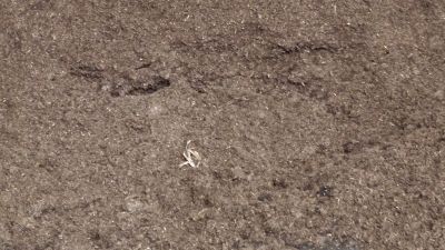 Gärprodukte sind ein guter Dünger und Humusbildner für Landwirtschaft, Garten- und Landschaftsbau sowie Privatgärten. Bild: GABOT. Gärprodukte sind ein guter Dünger und Humusbildner für Landwirtschaft, Garten- und Landschaftsbau sowie Privatgärten. Bild: GABOT.