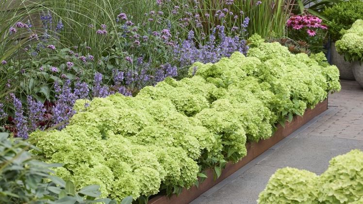 Groundbreaker® Greeny™ im Beet. Bild: Groundbreaker®.