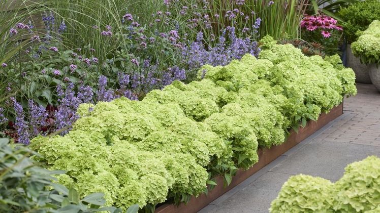 Groundbreaker® Greeny™ im Beet. Bild: Groundbreaker®.