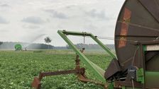 Beregnung war in diesem Jahr unabdingbar, um Ertrag und Qualität durch die trockenen und vor allem heißen Phasen zu sichern. Foto: Landvolk.