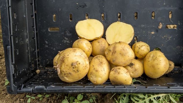 Kartoffelsorte Gaya. Bild: jvo.