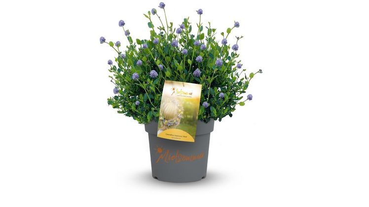 Als Testimonial dient ein kleines Mädchen im weißen Kleid und anmutigem Blumenkranz in den Haaren, dass auf jedem Sortenetikett zu finden ist. Bild: Ehlers Baumschulpflanzen. Als Testimonial dient ein kleines Mädchen im weißen Kleid und anmutigem Blumenkranz in den Haaren, dass auf jedem Sortenetikett zu finden ist. Bild: Ehlers Baumschulpflanzen.