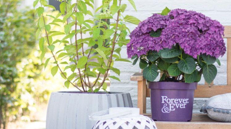 Gartenpflanzen von Forever&Ever®. Bild: Forever&Ever®. 