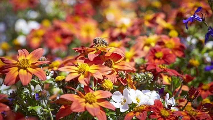 Schön und nützlich: Bestäuber fliegen auf Beet- und Balkonblumen wie Goldmarie (Bidens), Schneeflockenblume (Sutera) und Männertreu (Lobelia). Das haben gartenbauliche Untersuchungen gezeigt. Bild: GMH/FGJ.