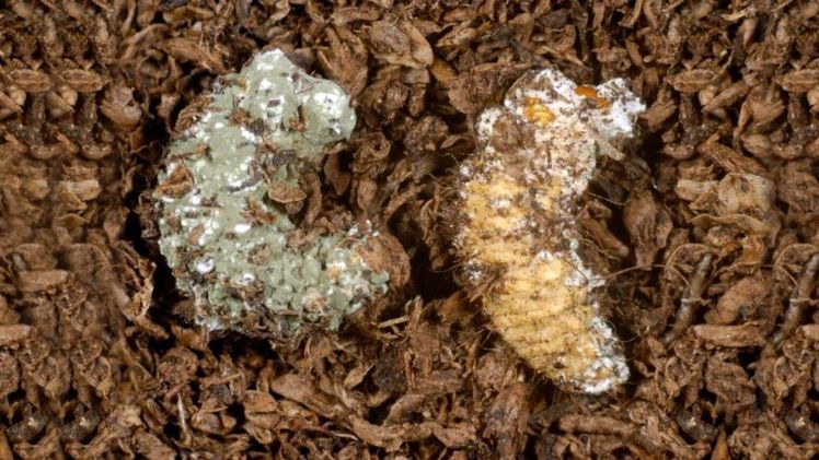 Mit Lalguard M52 GR infizierte_Larven. Bild: ICL.