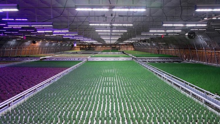 Hällnäs Handelsträdgård (Schweden) ist es mit Leuchten der Serie VYPR von Fluence gelungen, den Anbauzyklus zu verkürzen und gleichzeitig die Produktqualität zu verbessern. Bild: Osram.