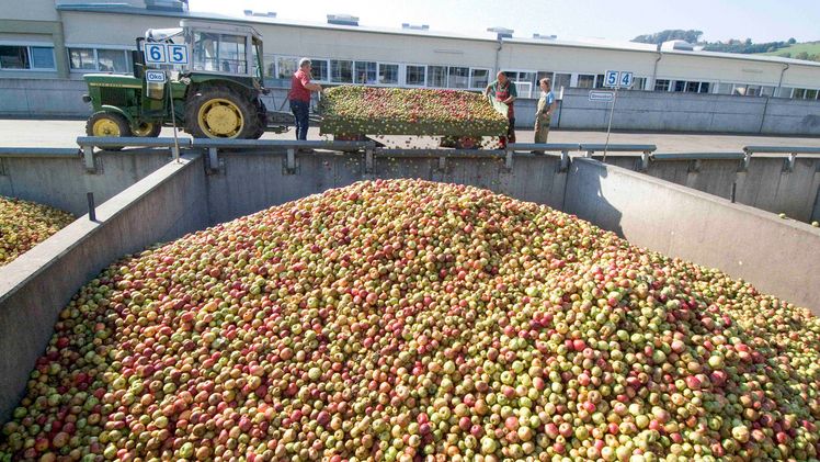 Mostäpfel werden angeliefert. Bild: VdF.