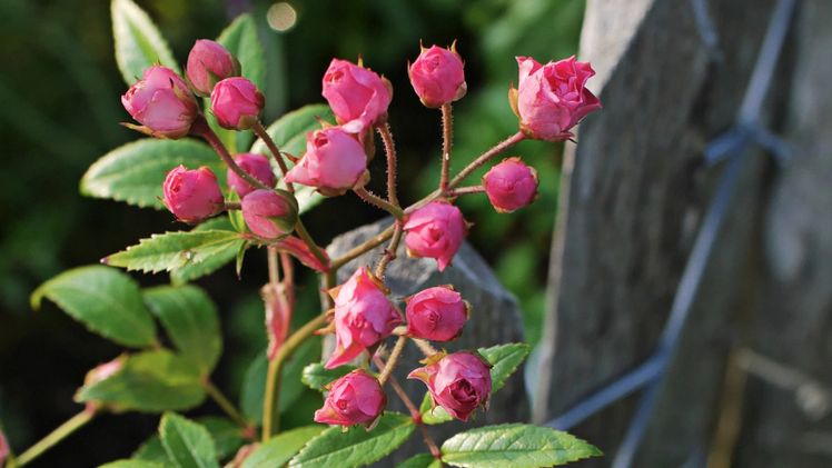 Die Rose 'Knoppi' begeistert mit knopfartigen Blüten. Bild: Heinje.