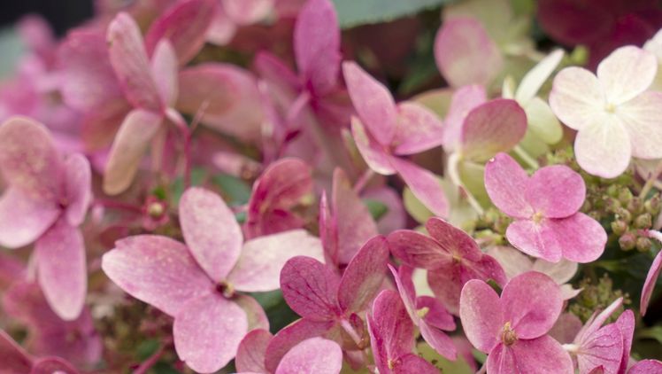 Hydrangea paniculata begeistert mit vier verschiedenen Farben in vier Monaten. Bild: Heinje. Hydrangea paniculata begeistert mit vier verschiedenen Farben in vier Monaten. Bild: Heinje.