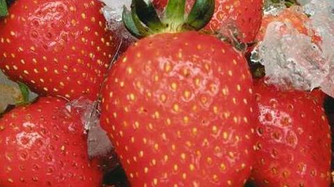 ÖKO-TEST hat in der aktuellen Mai-Ausgabe Früherdbeeren von zehn Supermärkten und Discountern untersuchen lassen. 