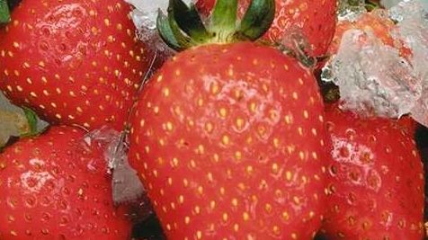 Erdbeeren haben Hochsaison. Bild: GABOT.