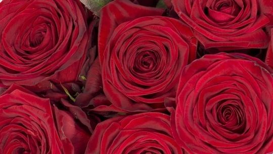 Zum Valentinstag, eine etwas andere Blumengeschichte. Bild: GPP.