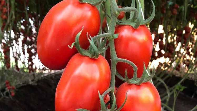Bayer testet zwei Sorten von Roma-Tomaten in Versuchen zur Prüfung auf das Vorhandensein des Jordan-Virus. Bild: Bayer.