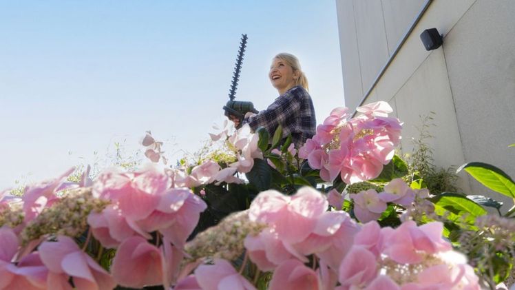 Bloombuster® - die robuste Blühwunder-Hortensie. Bild: Heinje.
