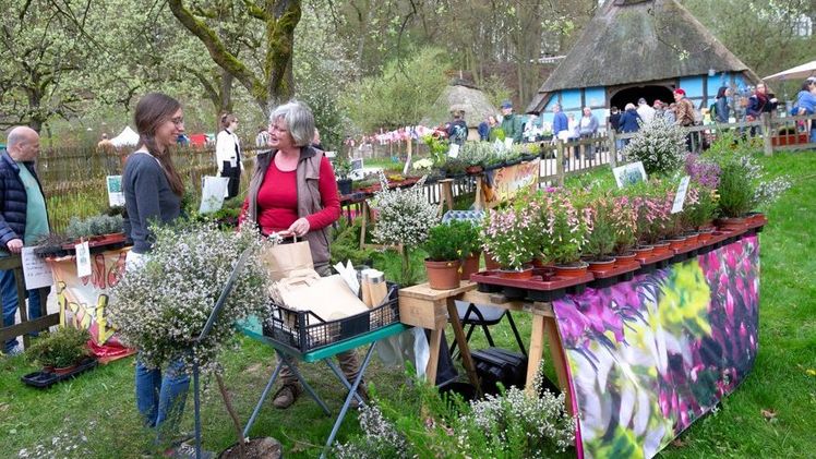 Rund 100 Stände beim Pflanzenmarkt im Frühjahr am 12. und 13. April im Freilichtmuseum am Kiekeberg. Bild FLMK.