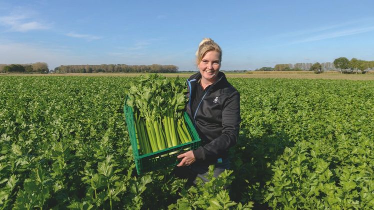 Bejo stärkt die globale Stangensellerie‑Züchtung. Bild: Bejo. 