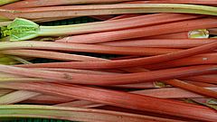 Endlich wieder Rhabarber: Foto: Sabine Weis