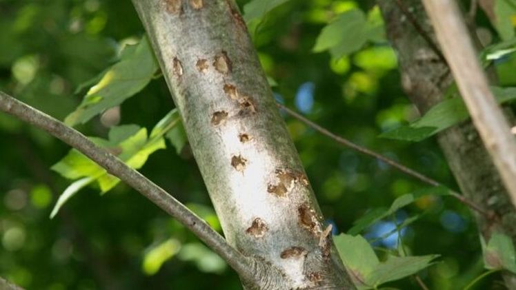 Ein Ahornbaum mit starkem ALB-Befall. Bild: LfL.