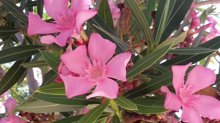 Oleander könnte mit dem Bakterium Xylella fastidiosa befallen sein. Bild: GABOT.