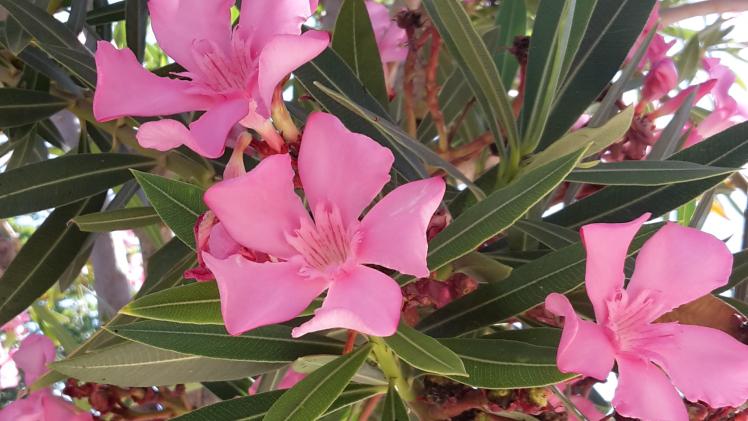 Auch Oleander gehört zum Wirtsspektrum von Xylella fastidiosa und gilt als besonders gefährdet. Foto: GABOT.