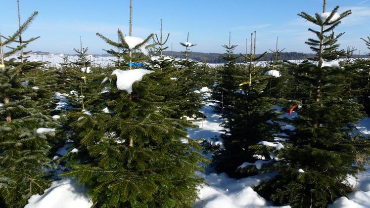 Weihnachtsbäume im Schnee. Foto: Helmut Stoll.