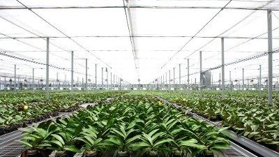 SOGO - Phalaenopsis-Jungpflanzenanbieter aus Taiwan. Bild: SOGO.