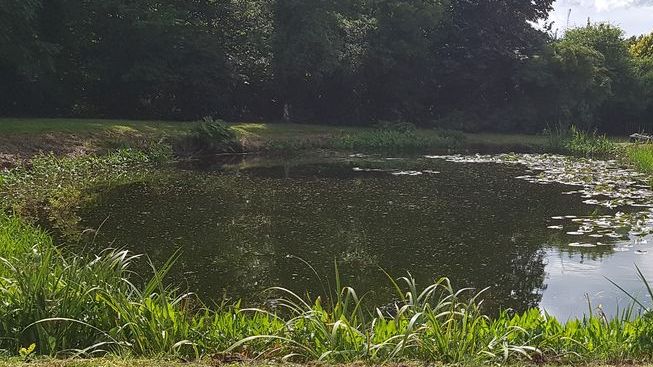 Die Flächen für Feuchtgebiete schrumpften in NRW in den letzten 5 Jahren um mehr als ein Fünftel. Bild: GABOT.