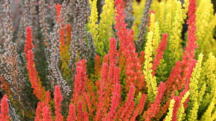 Farbenträume bei Baumschule Lüers. Bild: Baumschule Lüers.