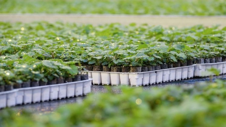 Die Lubera OpenDays finden vom 7. bis 11. Juli 2025 in Strullendorf statt. Bild: Lubera Edibles.