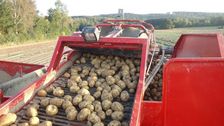 Der trockene und heiße Sommer trifft natürlich auch die hiesigen Kartoffelanbauer. Felder müssen bewässert werden und erzielen trotzdem nicht denselben Ertrag. Bild: WLV.