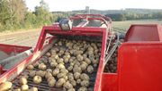 Der trockene und heiße Sommer trifft natürlich auch die hiesigen Kartoffelanbauer. Felder müssen bewässert werden und erzielen trotzdem nicht denselben Ertrag. Bild: WLV.