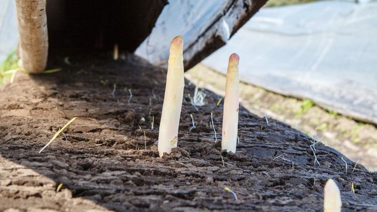 Die Spargelernte hat begonnen. Bild: ©Landgard-Pictures.