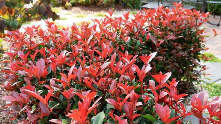 Leuchten im Sonnenlicht noch intensiver – die Blätter von Photinia Devil’s Dream®.