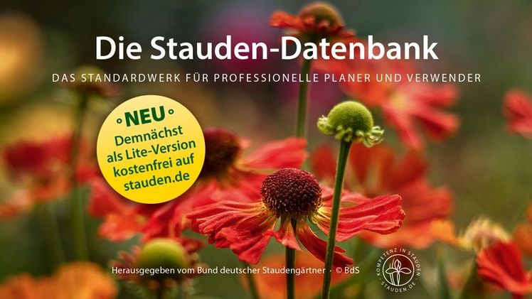 Die Staudendatenbank ist ein zentrales Instrument im Profigartenbau zur Auswahl von Pflanzen für den gewünschten Standort und geplante Kombinationen. Bild: BdS.