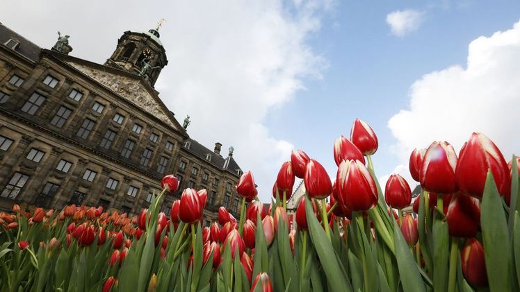 Traditionell legen Tulpengärtner am dritten Samstag im Januar auf dem Damplatz in Amsterdam einen riesigen, temporären Pflückgarten an. Bild: TulpenZeit/TPN.