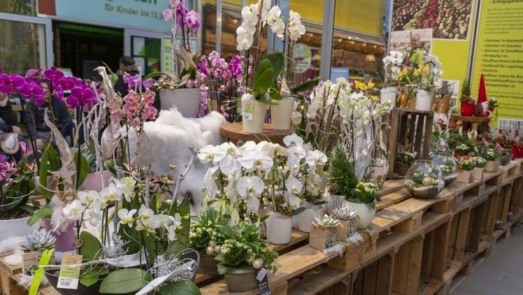 Orchideenschau bei Pflanzen-Kölle. Bild: Pflanzen-Kölle.