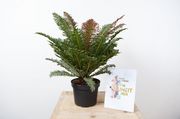 Sieger in der Kategorie "Grüne Zimmerpflanze" - Blechnum brasiliense 'Copper Crisp'. Bild: ZVG.